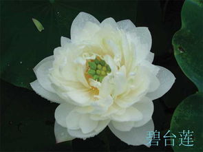 海南荷花苗批發 優質荷花專賣