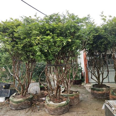 嘉寶果樹移植苗 嘉寶果基地批發 樹葡萄各種規格供應