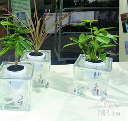 首屆中國家庭花卉園藝展覽會 優秀園藝產品展示 下