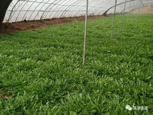 申美集團一行到邯鄲市金益農公司參觀考察 蒲公英標準化種植及產品精深加工項目