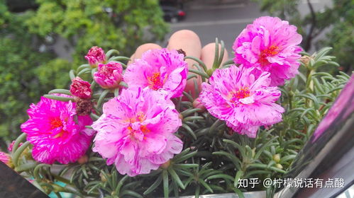 現代園藝種太陽花的起源與發展 1 起源于那些原生種