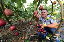 家庭園藝優選盆栽果樹品種 無花果,怎樣盆栽種植與養護管理要點