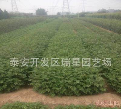 【湖南花椒苗,湖南花椒樹苗種植,荒山果樹苗--花椒樹苗】泰安開發區瑞星園藝場 - 產品庫