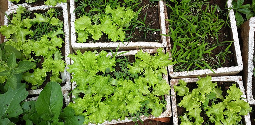 農作物種植時間表 各類農產品種植技術與管理要點