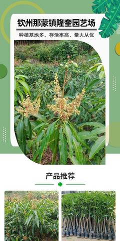 六盤水芒果苗批發(fā) 芒果苗市場(chǎng)價(jià) 芒果苗求購(gòu)