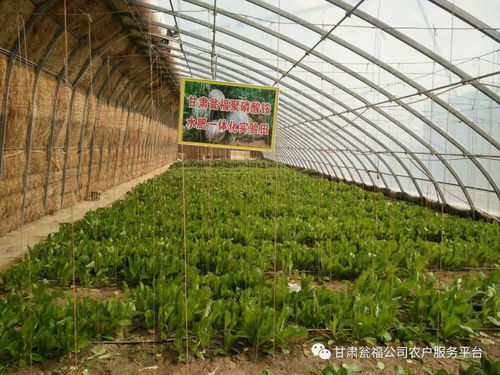 東壩鎮(zhèn)種植大棚興起 福 產(chǎn)品熱
