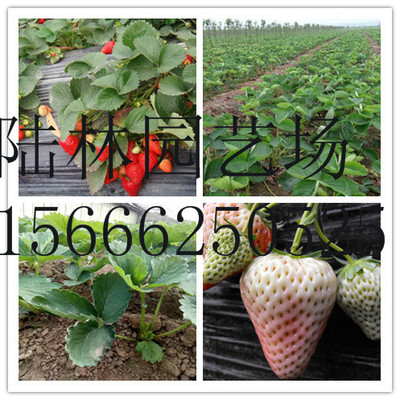 山西忻州哪里有牛奶草莓苗四季時(shí)候種植