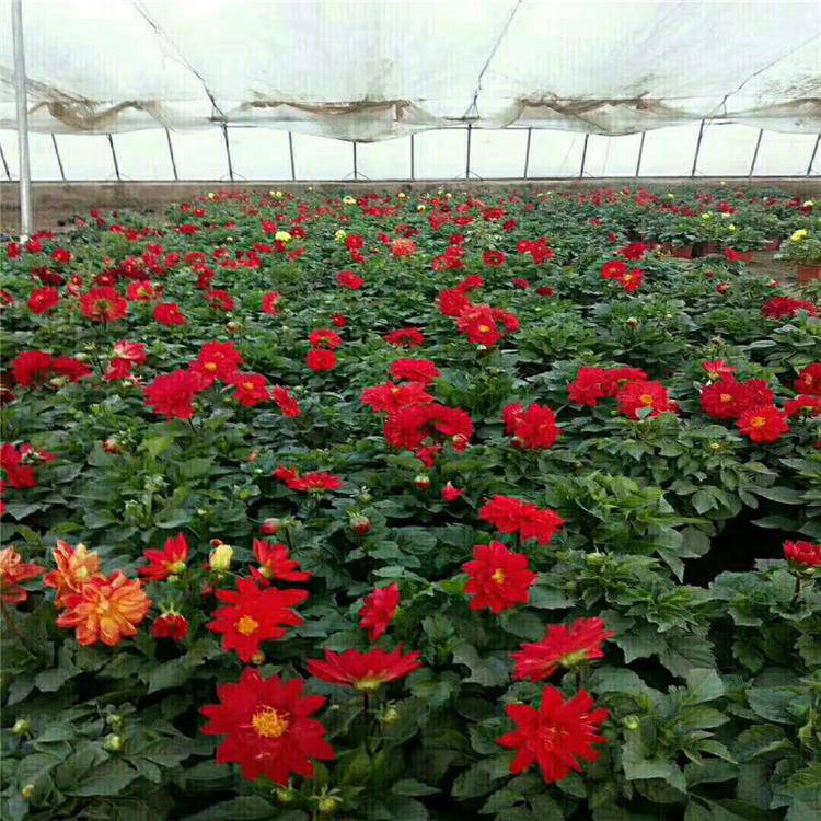【茗茜花卉出售小麗花 節(jié)日組擺草花 小麗花種植基地】?jī)r(jià)格_廠家 - 中
