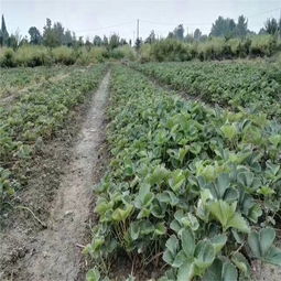 臺(tái)安甜寶草莓苗種植方法