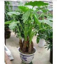 【霸王芋】最新最全霸王芋 產(chǎn)品參考信息