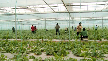 全縣蔬菜產業鏈建設現場推進會召開