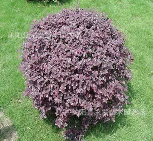 【直銷庭院綠化彩色 紅花繼木球 別名 紅檵花 種植技術 規格】價格_廠家_圖片 -