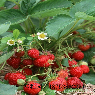 【博雅園藝場出售草莓苗草莓苗價格草莓苗批準齊全價格實惠】泰安市泰山區博雅園藝中心 - 產品庫