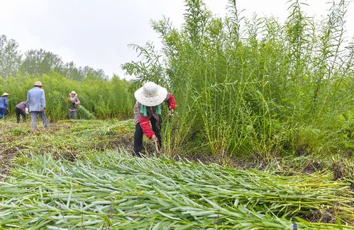 畝產達700公斤 臨沭萬畝杞柳再獲豐收