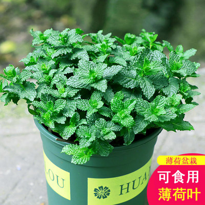 兩忒便宜!薄荷盆栽可食用新鮮盆 熱銷推薦