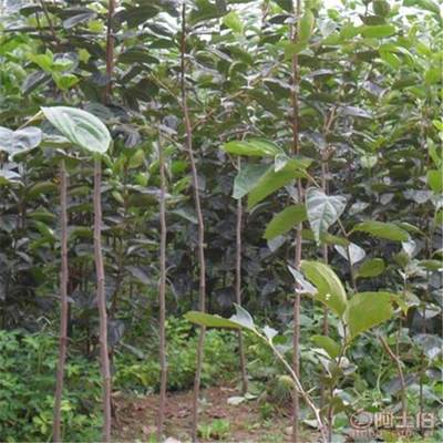 【供應果樹苗木可以庭院種植果苗批發(fā)嫁接品種柿子樹苗】泰安高新區(qū)富康園藝場 - 產(chǎn)品庫