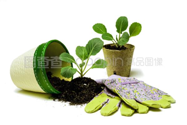 準備種植