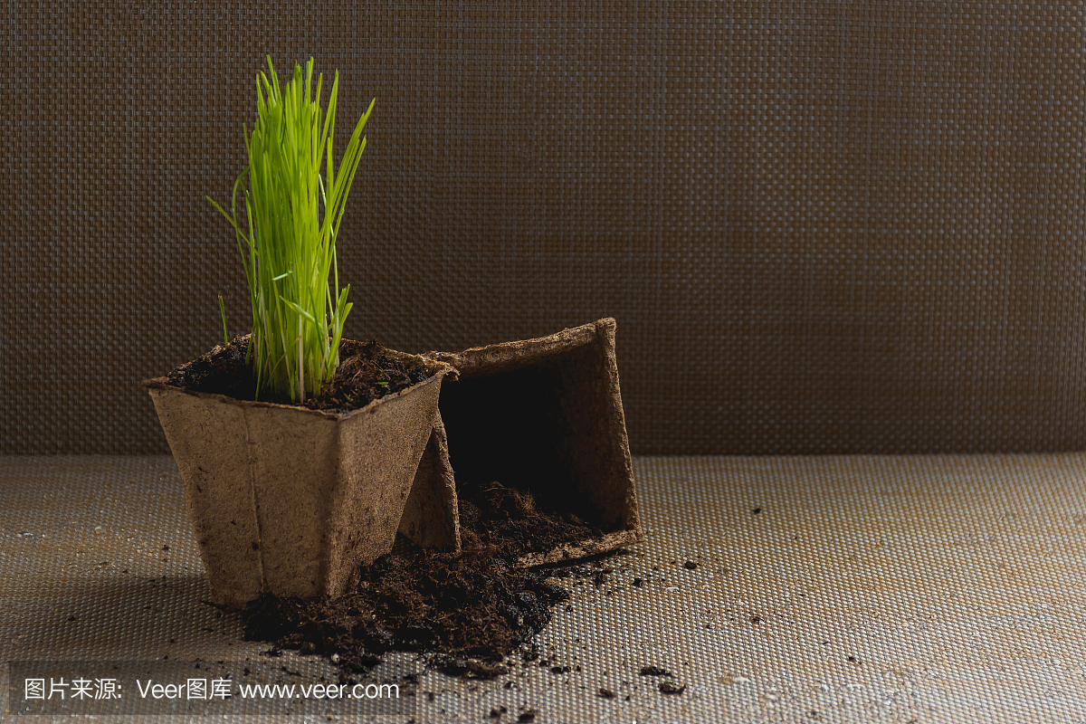 植物季節(jié)性移栽準備,園藝。產(chǎn)品靜物圖像。園林中的種植概念。