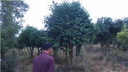 浙江茶花種植和出售信息,茶花經(jīng)紀人,茶花苗圃基地等信息