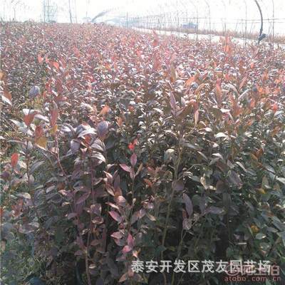 【藍霉苗種植藍莓樹苗技術(shù)種植藍莓樹苗季節(jié)種植藍莓樹苗品種.】泰安開發(fā)區(qū)茂友園藝場 - 產(chǎn)品庫