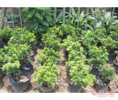 【七里香袋苗銷售、報價、農(nóng)戶種植】龍海市東泗興輝園藝場 - 產(chǎn)品庫