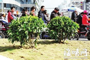 福州樹兜安全島能否種大樹遮陰 園藝專家獻策