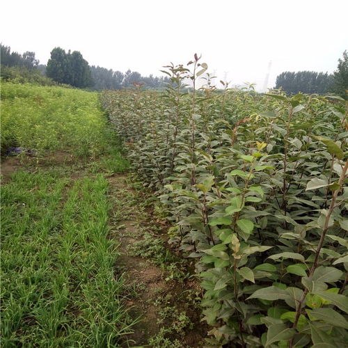 新梨七號梨樹苗栽培管理 新梨七號梨樹苗哪里便宜點