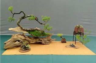 精品盆景展亮相成都