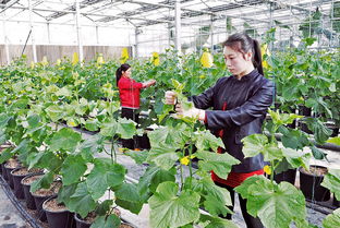 農村辦合作社,這7點要知道,否則真的會吃虧