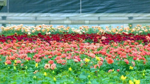 智能種植提質增效,助力花卉發展大市場