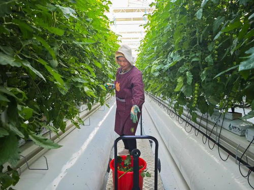第一批 科技果 即將采收 帶你探秘大圩數(shù)字化種植工廠