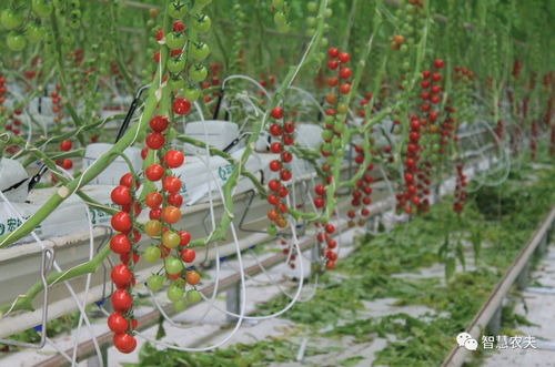 探秘中國最大的番茄工廠化種植溫室,全程智能化,產(chǎn)量驚人