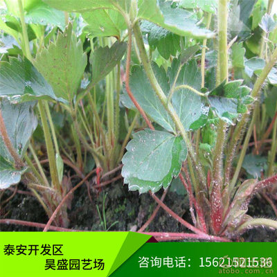 【昊盛紅顏草莓味美價廉紅顏草莓南北地區(qū)適應(yīng)種植紅顏草莓】泰安開發(fā)區(qū)昊盛園藝場 - 產(chǎn)品庫
