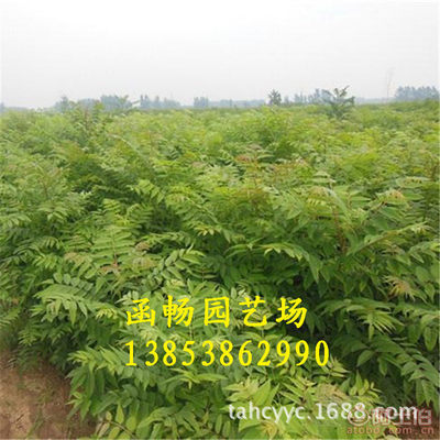 【函暢園藝場紅油香椿樹苗批發(fā)零售基地直銷矮化香椿苗適合南北方種植】泰安市岱岳區(qū)函暢園藝場 - 產(chǎn)品庫
