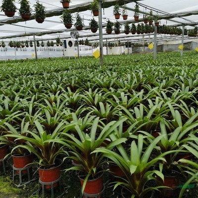 江蘇綠化苗木基地 種植基地供應(yīng) 鳳梨 陽臺庭院小區(qū)園林綠化苗木 花壇花鏡觀賞性花卉 基地批發(fā)價格
