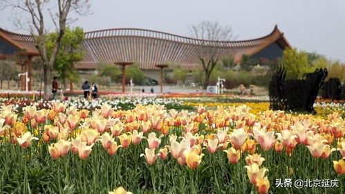 印象媯川丨園藝產業點染美麗延慶