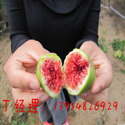 宜昌無花果苗種植無花果樹苗價格咨詢 產品新聞 泰安開發區鴻景園藝場