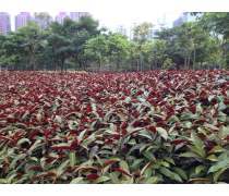 【廣州紅背桂、紅背桂種植基地】龍海市東泗綠盈園藝場 - 產品庫