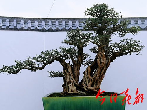 瑞嶺首屆盆景藝術節開幕,走走看,一定有你巖心水的