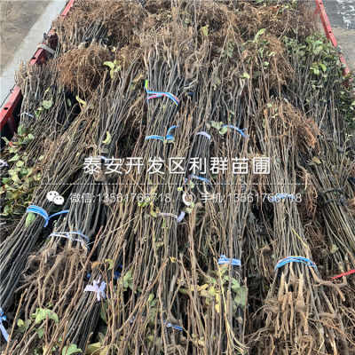 4公分梨苗價格 4公分梨苗價格及報價