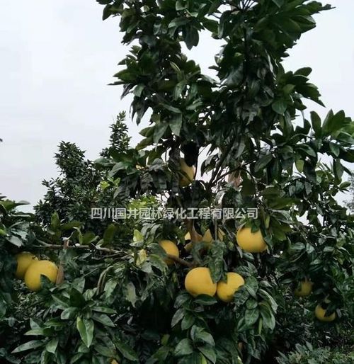 常年供應四川精品香泡樹 香泡樹基地直銷