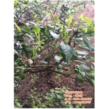 藍莓苗,藍莓苗種植基地,泰安藍豐園藝場(優質商家)-企匯網