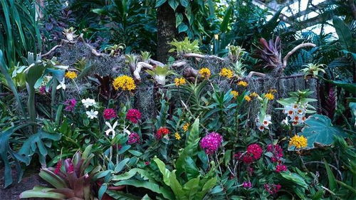 2000多種新優植物,七大會場全城觀花,2023上海 國際 花展今日開幕