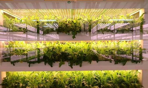 國內首個 植物工廠 建成,不曬太陽無需土壤,1年就能收10茬