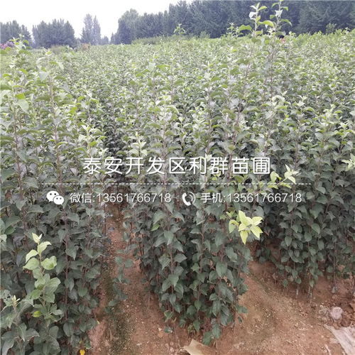 眾成三號蘋果苗品種介紹 2020年眾成三號蘋果苗價格