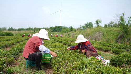 威海3萬畝茶葉迎來采摘黃金季