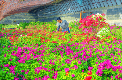 嘉峪關市文殊鎮:鮮花鋪就致富路