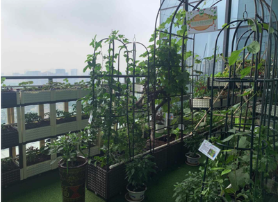 皇圖生態農業,將綠色種植搬到每個陽臺上