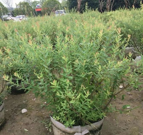 樹聯園藝夏季最受歡迎的10種苗 容器苗
