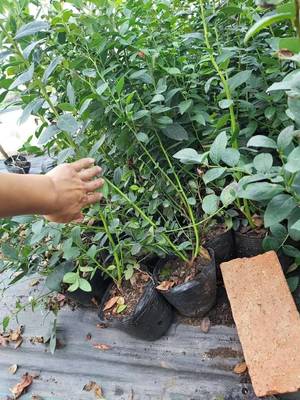 極早熟h5藍莓苗產品介紹H5藍莓苗苗木粗壯